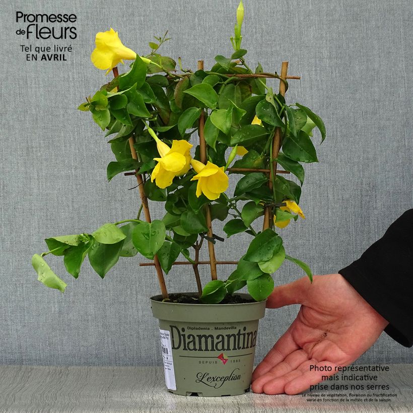 Exemplar von Dipladenia Diamantina Opale Citrine 2.0 - Mandevilla Topf mit 1L/1,5L wie im Frühjahr geliefert