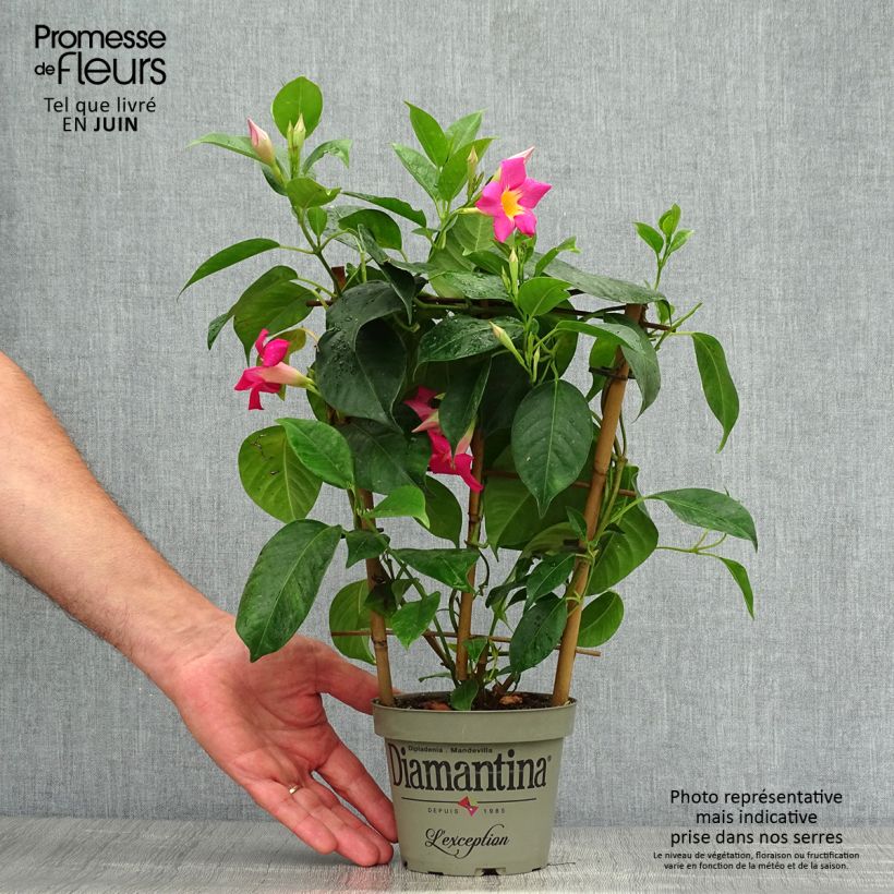 Exemplar von Dipladenia Diamantina Quartz Pink & Yellow - Mandevilla Topf mit 1L/1,5L wie im Sommer geliefert
