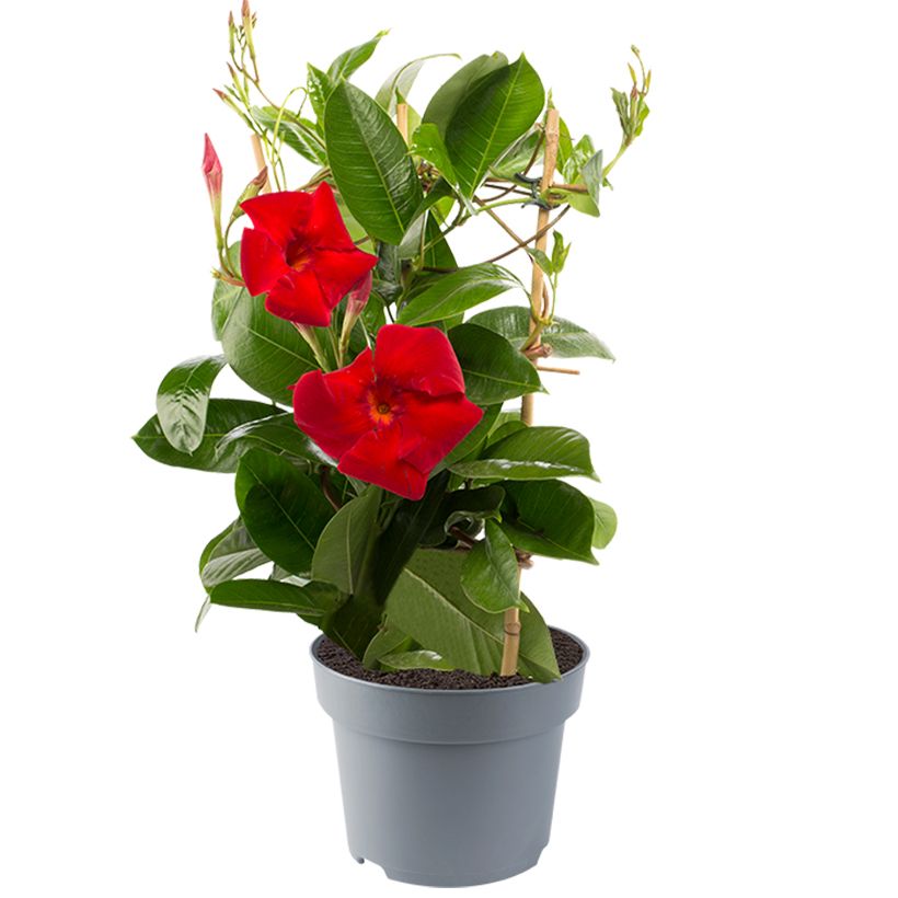 Dipladenia Diamantina Jade XXL Red - Mandevilla (Wuchs)