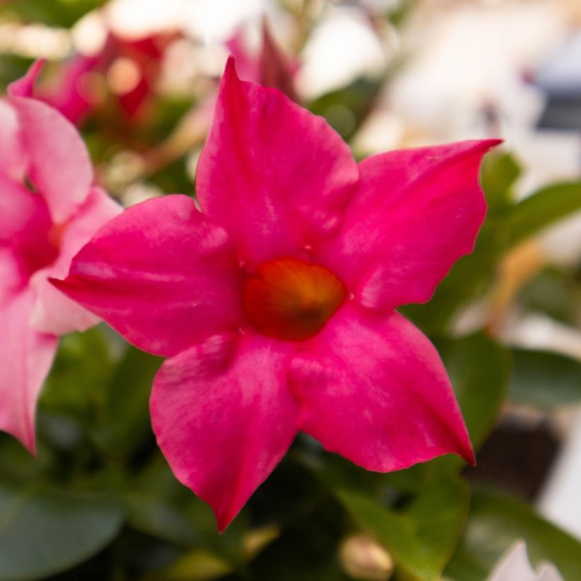Dipladenia Diamantina Tourmaline Fuchsia intense - Mandevilla (Blüte)