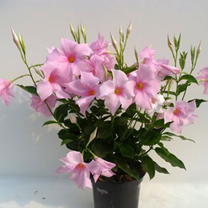 Dipladenia Diamantina Tourmaline Pink - Mandevilla (Wuchs)