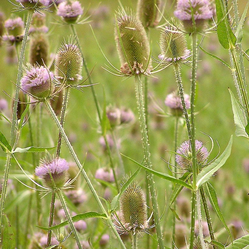 Dipsacus fullonum - Wilde Karde (Flowering)