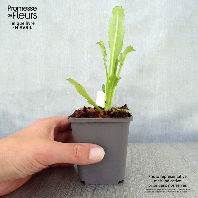 Example of Dipsacus fullonum - Wilde Karde Kleine Töpfe von 8/9 cm as you get in printemps