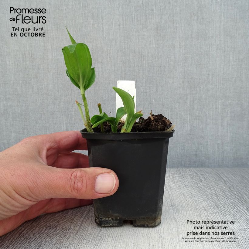 Exemplar von Disporopsis pernyi - Immergrünes Salomonssiegel Kleine Töpfe von 8/9 cm wie im Herbst geliefert