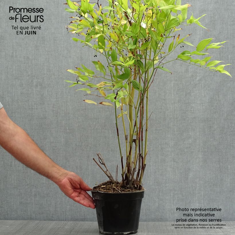 Exemplar von Disporum cantoniense Green Giant - Feenglöckchen Topf mit 3L/4L wie im Sommer geliefert