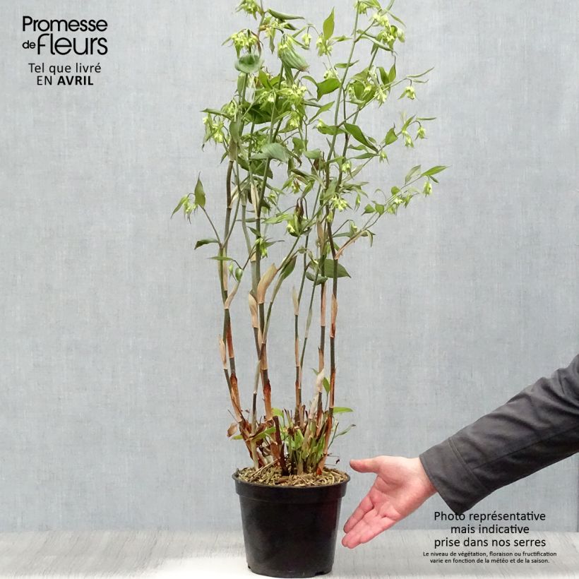 Example of Disporum cantoniense Green Giant - Feenglöckchen Topf mit 3L/4L as you get in printemps