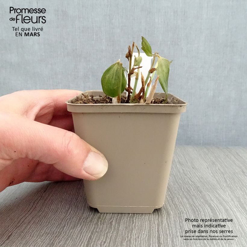 Exemplar von Disporum cantoniense Night Heron - Feenglöckchen Kleine Töpfe von 8/9 cm wie im Frühjahr geliefert