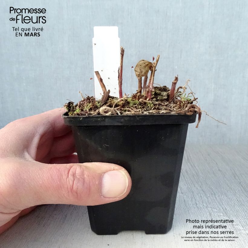 Example of Disporum megalanthum - Feenglöckchen Kleine Töpfe von 8/9 cm as you get in printemps