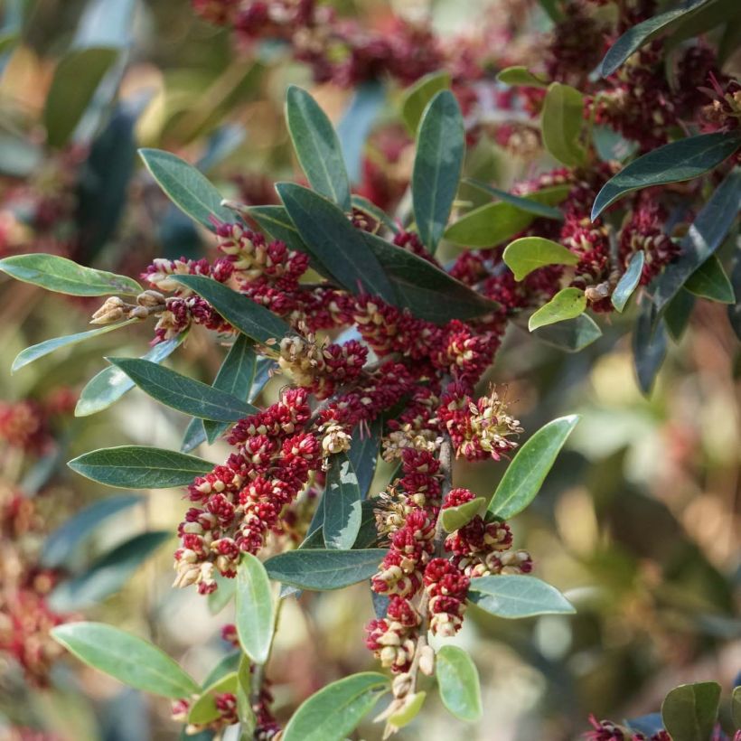 Traubiger Zweiggriffel Vintage Jade - Distylium (Flowering)