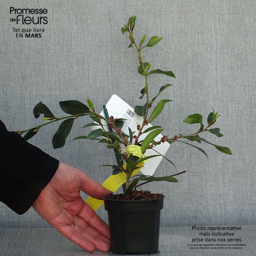 Example of Traubiger Zweiggriffel Vintage Jade - Distylium Kleine Töpfe von 8/9 cm as you get in printemps