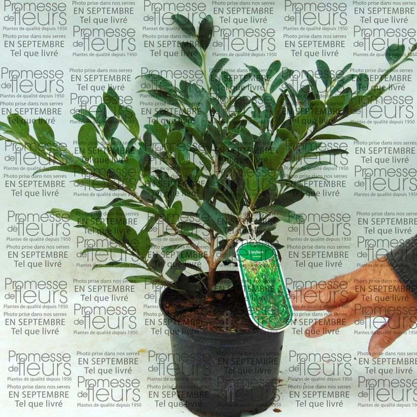 Beispiel eines Exemplars von Distylium racemosum Topf mit 2L/3L wie geliefert