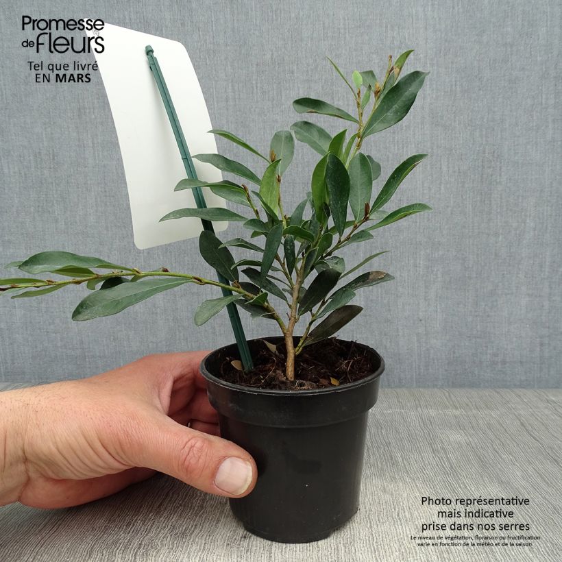 Exemplar von Traubiger Zweiggriffel Blue Cascade - Distylium Topf 10 cm/11cm wie im Frühjahr geliefert