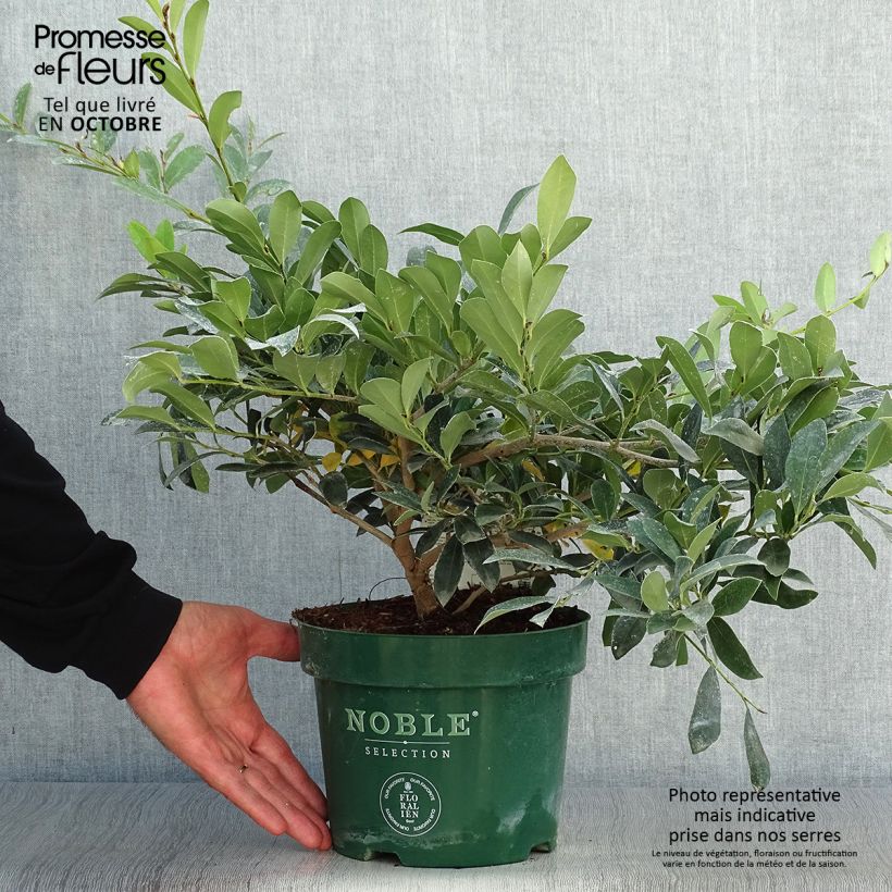 Exemplar von Traubiger Zweiggriffel Blue Cascade - Distylium Topf mit 3L/4L wie im Herbst geliefert