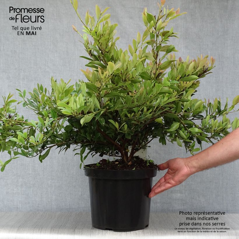 Exemplar von Traubiger Zweiggriffel Blue Cascade - Distylium Topf mit 7,5L/10L wie im Frühjahr geliefert