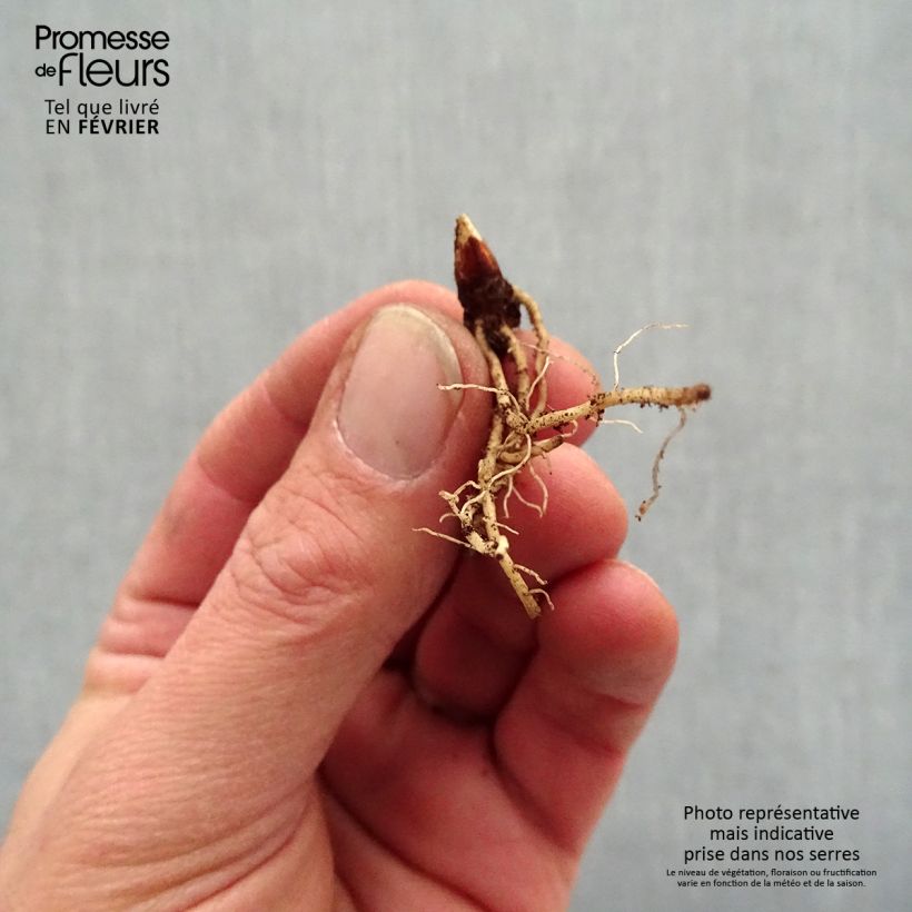 Exemplar von Götterblume Rotlicht - Dodecatheon jeffreyi Wurzelnackt wie im Winter geliefert