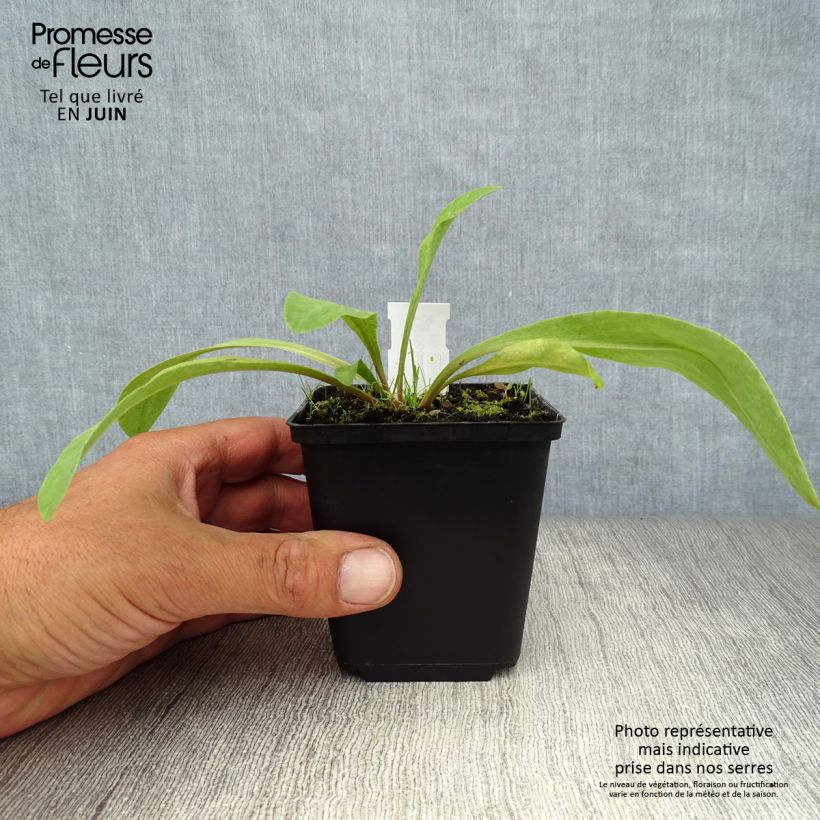 Exemplar von Götterblume - Dodecatheon meadia Kleine Töpfe von 8/9 cm wie im Sommer geliefert