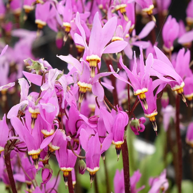 Götterblume Queen Victoria - Dodecatheon meadia (Blüte)