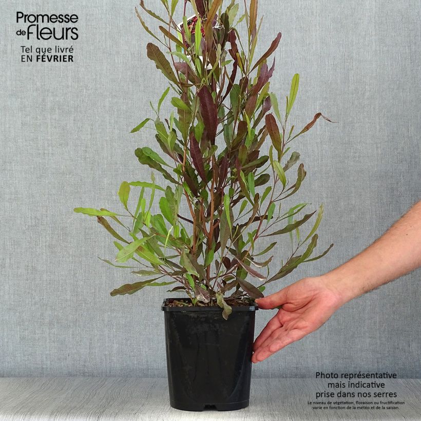 Exemplar von Dodonaea viscosa Purpurea - Australischer Hopfen Topf mit 3L/4L wie im Herbst geliefert