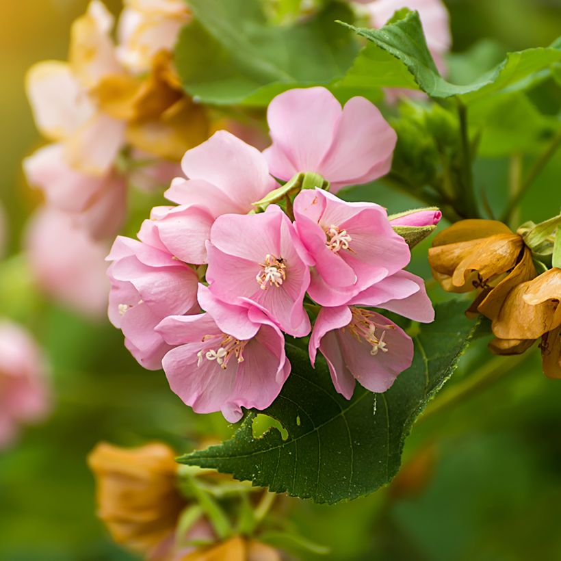 Dombeya x cayeuxii (Blüte)