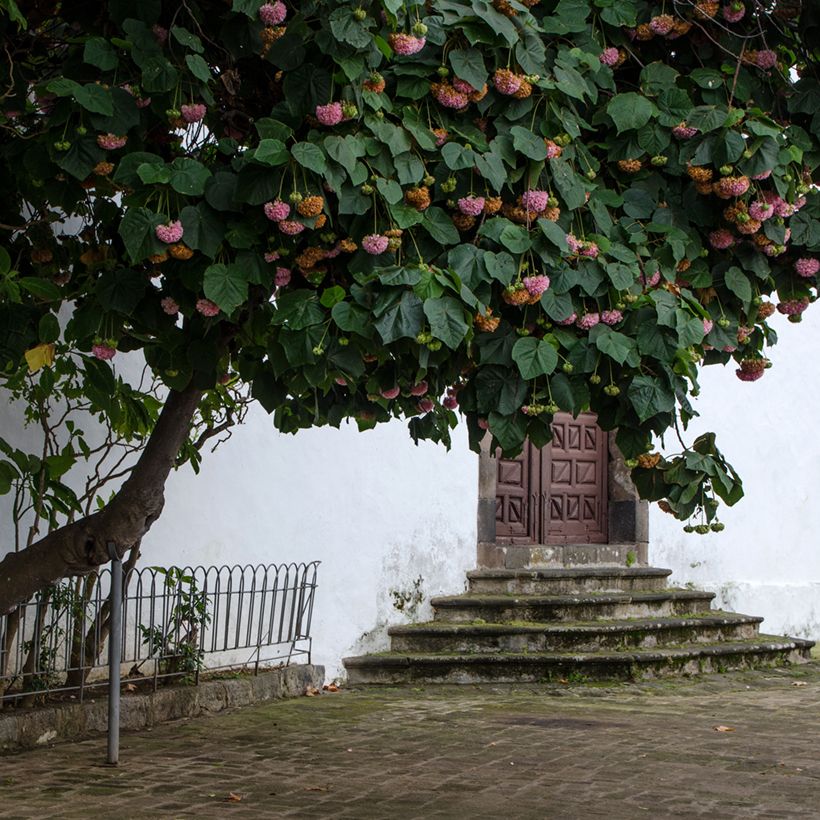 Dombeya x cayeuxii (Wuchs)