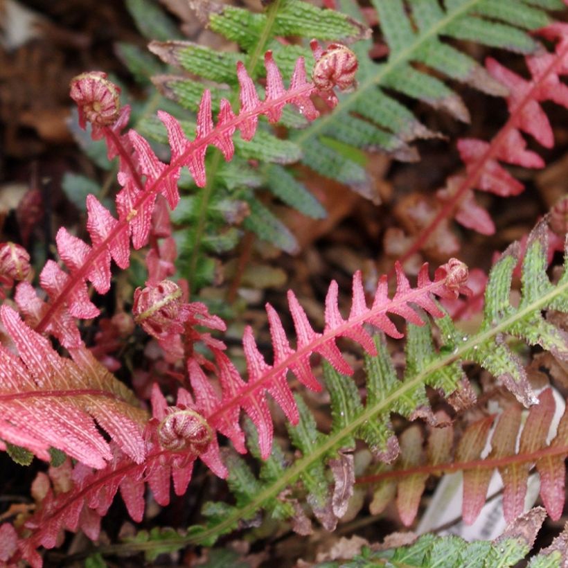 Doodia aspera Rough Ruby - Raspelfarn (Laub)