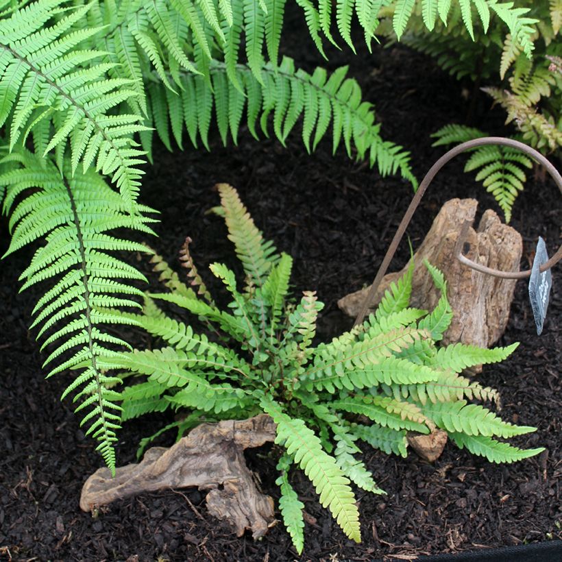 Doodia media - Gewöhnlicher Raspelfarn (Wuchs)