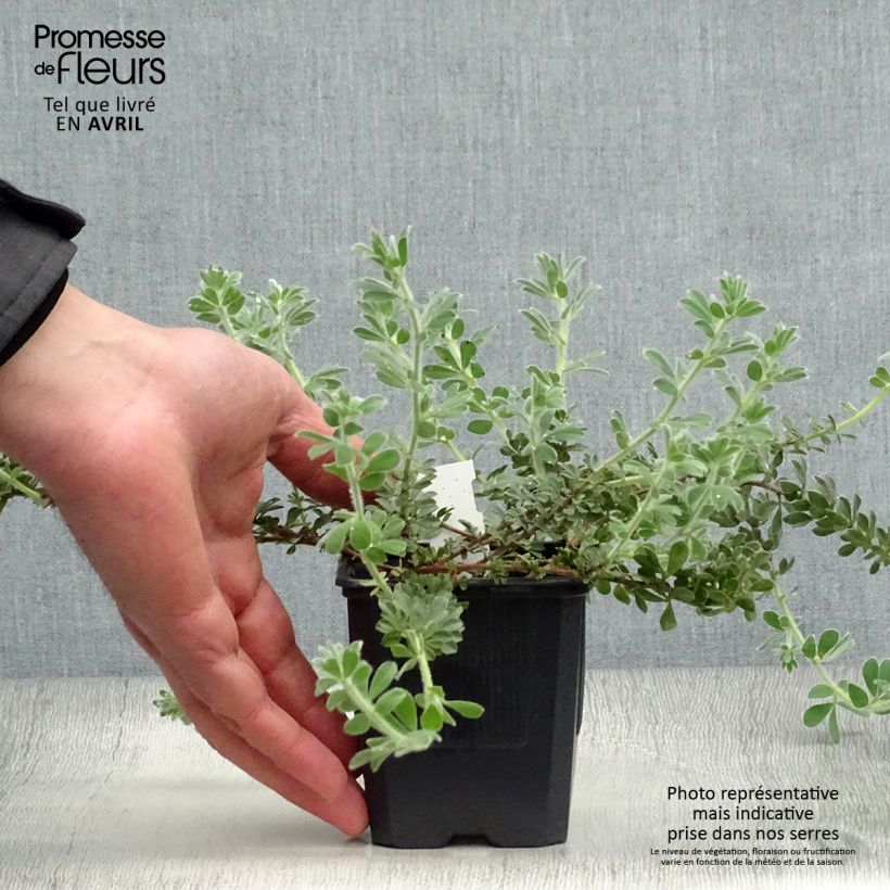 Exemplar von Dorycnium hirsutum - Behaarter Backenklee Kleine Töpfe von 8/9 cm wie im Frühjahr geliefert