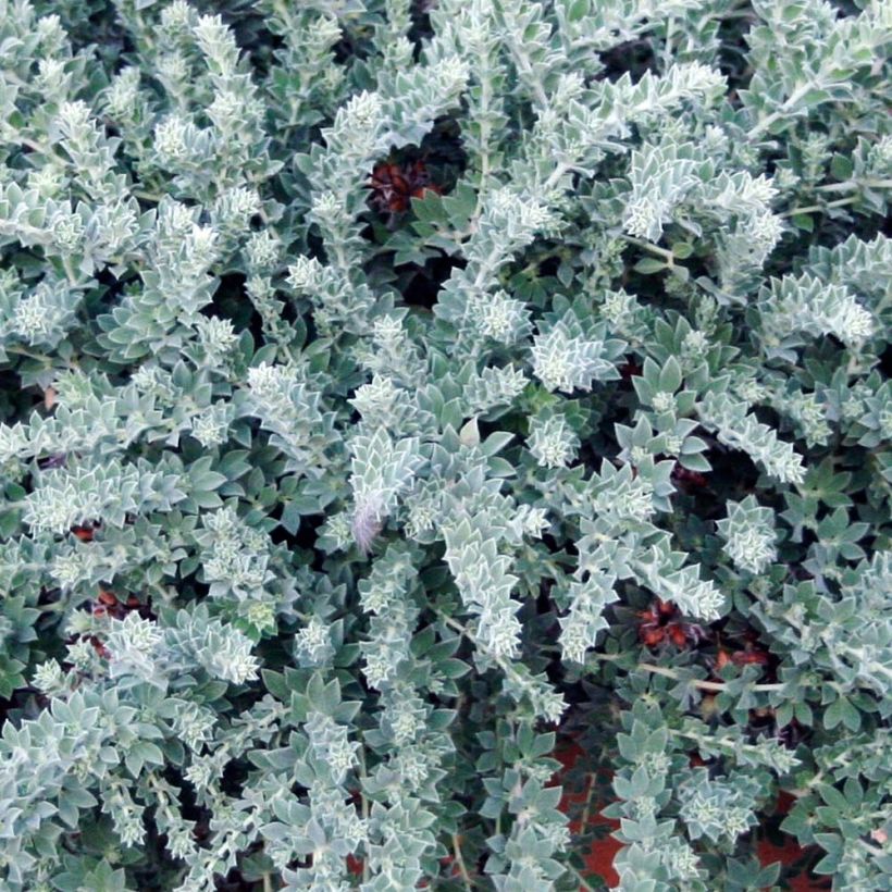 Dorycnium hirsutum Little Boy Blue - Behaarter Backenklee (Foliage)