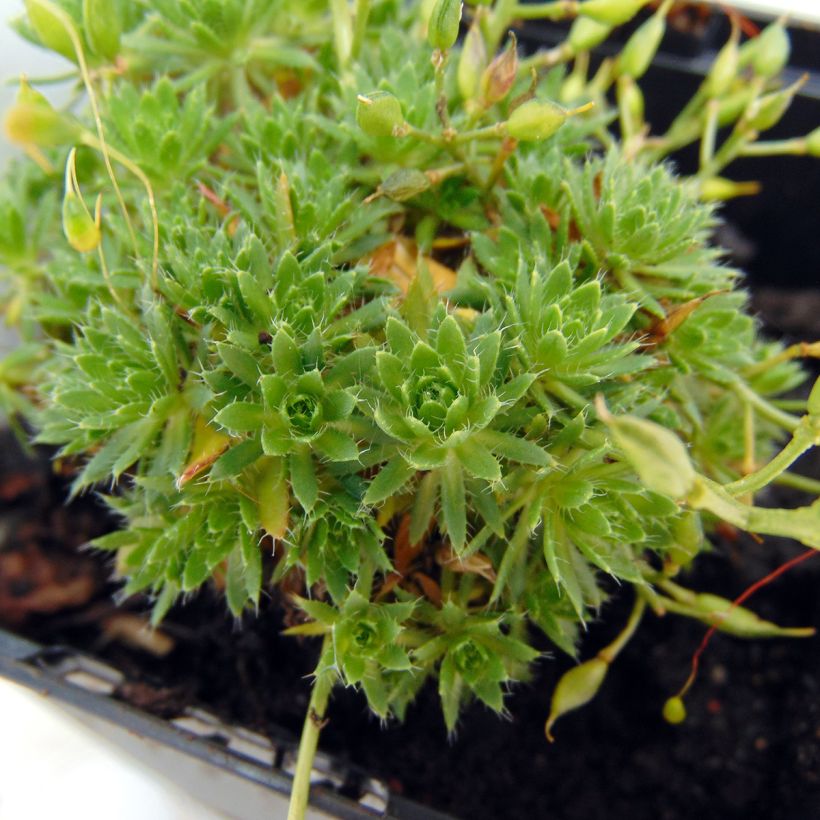 Draba aizoides - Felsenblümchen (Foliage)