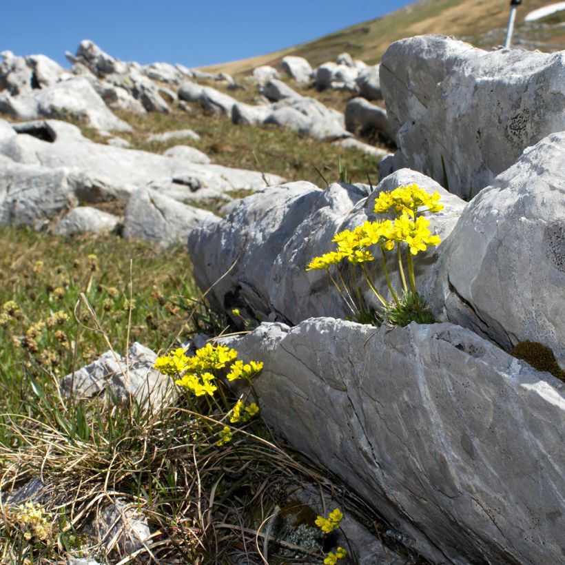 Draba aizoides - Felsenblümchen (Plant habit)