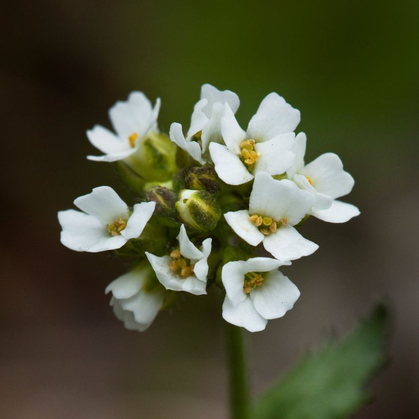 Draba sakurai - Felsenblümchen (Flowering)