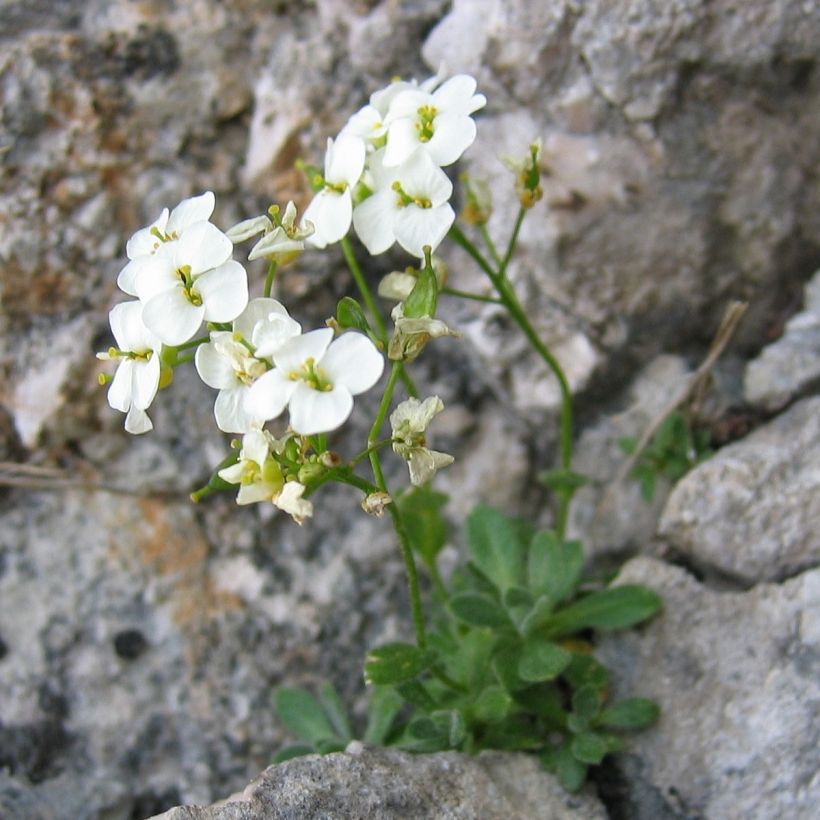 Draba sakurai - Felsenblümchen (Plant habit)