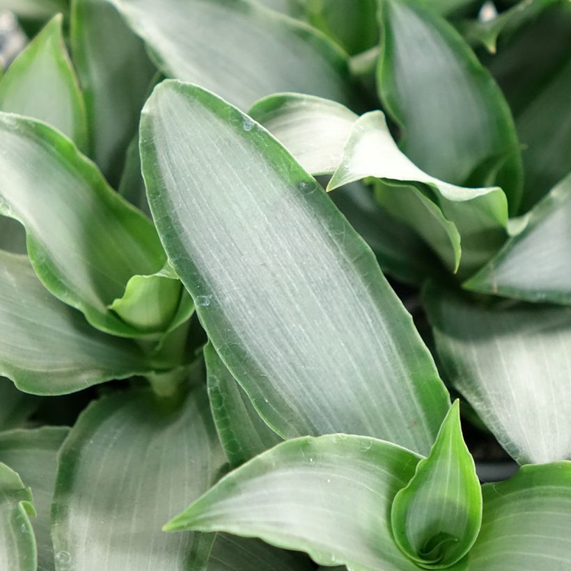 Dracaena Hawaii - Drachenbaum (Laub)