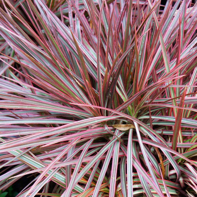 Dracaena Magenta - Drachenbaum (Laub)