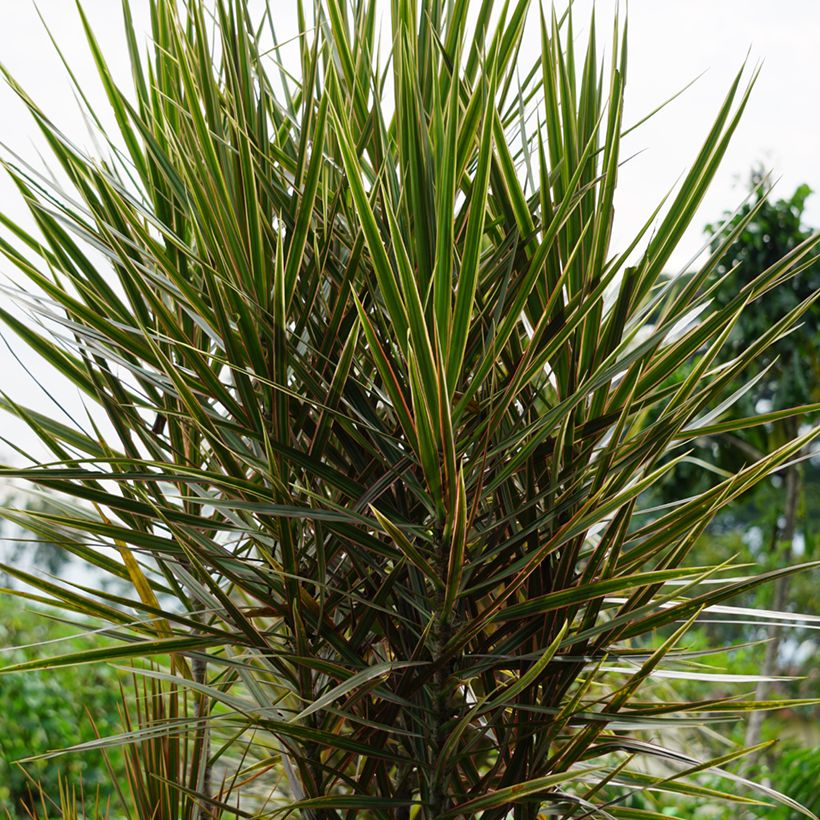 Dracaena Magenta - Drachenbaum (Wuchs)