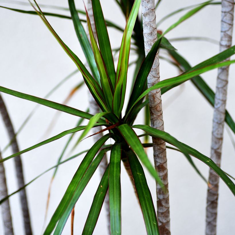 Dracaena marginata - Drachenbaum (Laub)