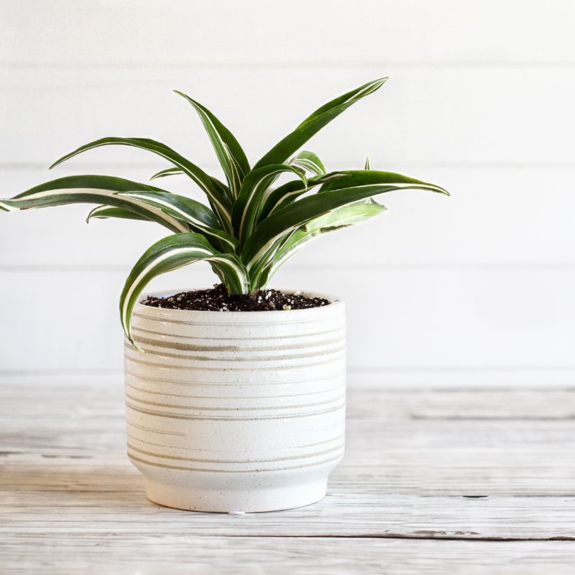Dracaena White Jewel - Drachenbaum (Wuchs)