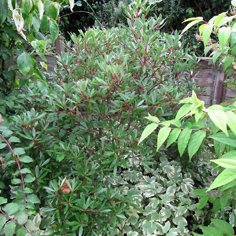 Drimys aromatica Red Spice - Tasmanischer Bergpfeffer (Wuchs)