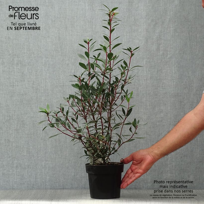 Exemplar von Drimys aromatica Red Spice - Tasmanischer Bergpfeffer Topf mit 2L/3L wie im Herbst geliefert