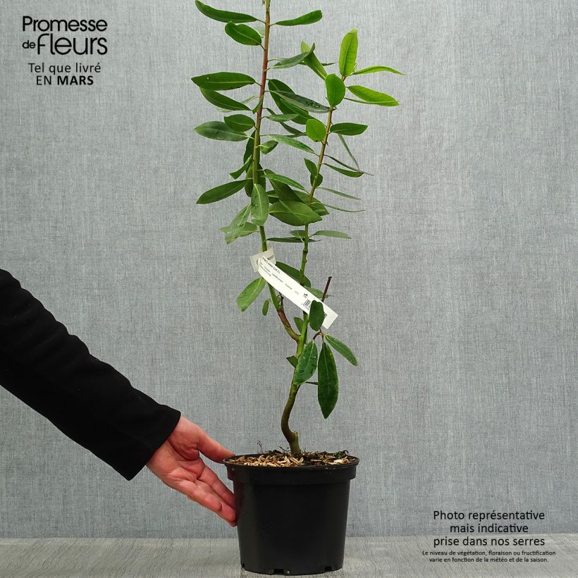 Exemplar von Drimys winteri - Winterrinde Topf mit 3L/4L wie im Frühjahr geliefert