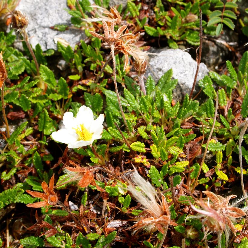 Dryas drummondii Grandiflora - Nordamerikanische Silberwurz (Wuchs)
