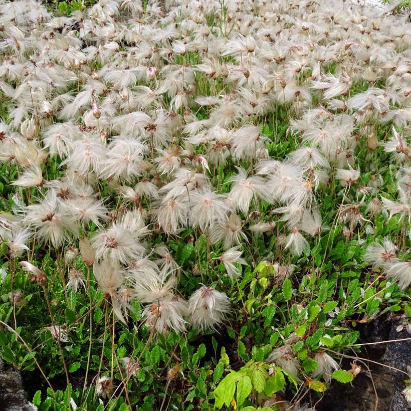 Dryas suendermannii - Sündermann Silberwurz (Wuchs)