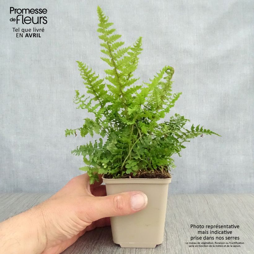 Exemplar von Dryopteris affinis Crispa - Wurmfarn Kleine Töpfe von 8/9 cm wie im Frühjahr geliefert