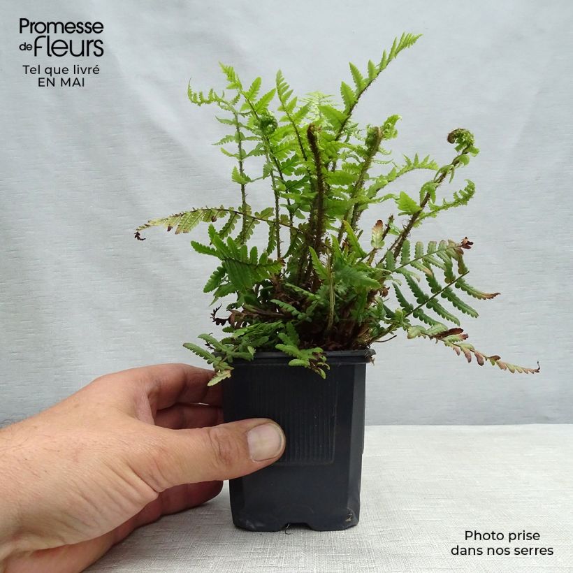 Example of Dryopteris affinis - Wurmfarn Kleine Töpfe von 8/9 cm as you get in printemps
