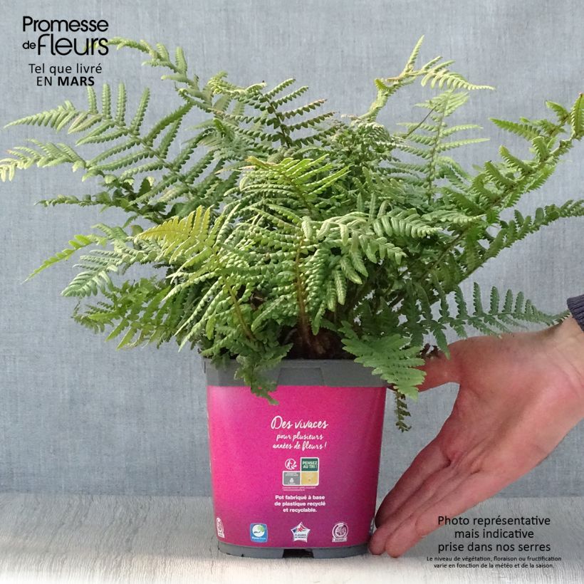 Example of Dryopteris affinis - Wurmfarn Topf mit 2L/3L as you get in printemps