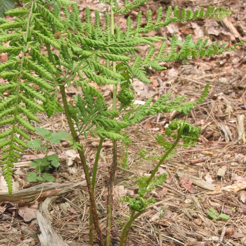 Dryopteris dilatata - Wurmfarn (Wuchs)