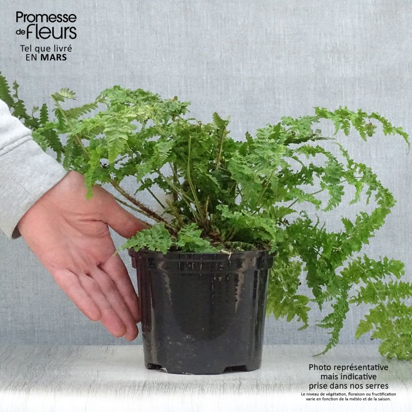 Exemplar von Dryopteris dilatata - Wurmfarn Topf mit 2L/3L wie im Frühjahr geliefert