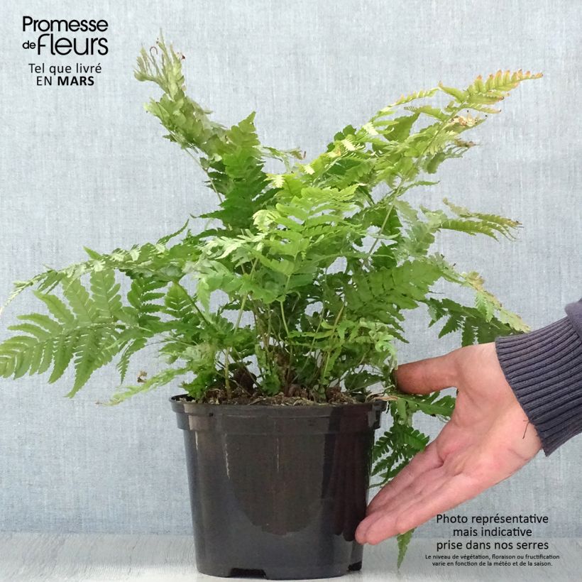 Example of Dryopteris erythrosora Prolifica - Wurmfarn Topf mit 2L/3L as you get in printemps