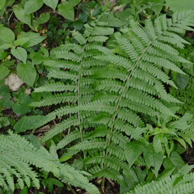 Dryopteris filix-mas - Wurmfarn (Plant habit)