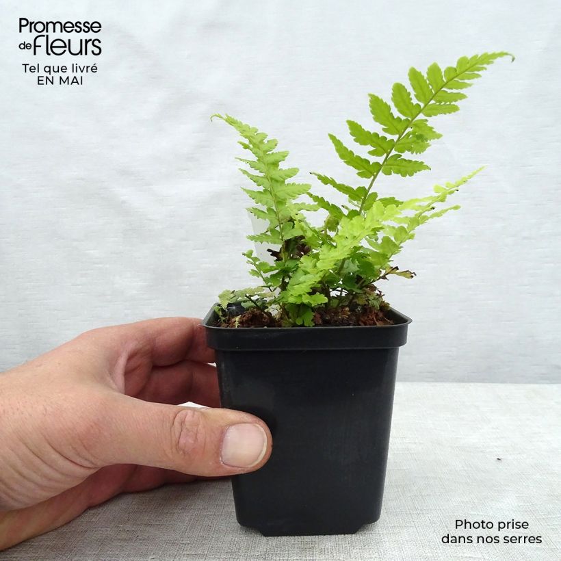 Example of Dryopteris filix-mas - Wurmfarn Kleine Töpfe von 8/9 cm as you get in printemps